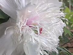 -洛阳市隋唐城遗址植物园