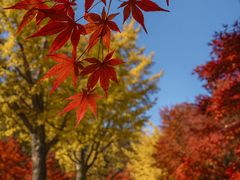 -四明山国家森林公园