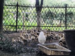 -田园东方蜜桃村的田野营地