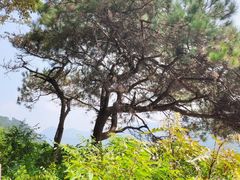 -羚羊峡古栈道森林公园