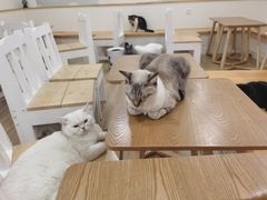 -李小姐の猫咖啡馆(五角场店)