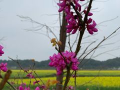 -道林古镇