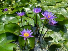 -深圳国际园林花卉博览园