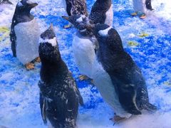 -芜湖新华联大白鲸海洋公园