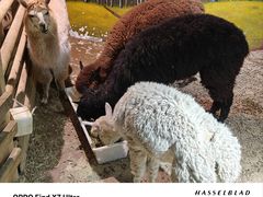 -正佳雨林生态植物园
