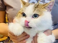 -欣宠猫屋·矮脚拿破仑·蓝金金渐层