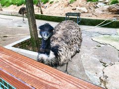 -栾川竹海野生动物园