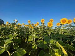 -汉长安城未央宫国家考古遗址公园