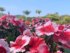 -东南花都花博园