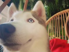 小苹果-Husky Go! 哈士奇体验馆·宠物咖啡厅狗咖