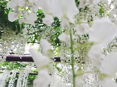-嘉定紫藤园