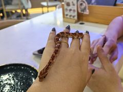 -喵园·猫主题咖啡厅·撸猫·猫咖(国贸店)