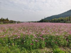 -径山花海