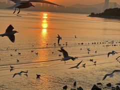-深圳湾公园(南山区)