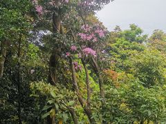 -梧桐山风景名胜区