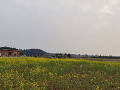 -空港花田景区