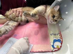 -北京观赏动物医院·24小时大型综合·猫专科·异宠专科