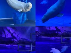 -海合安青岛极地海洋公园