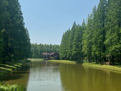 -黄海国家森林公园