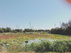 -上海长兴岛郊野公园