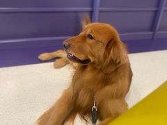 -帕帕拉兹宠物(亚洲旗舰店)