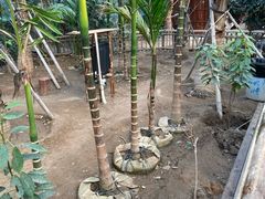 -呀路古热带植物园