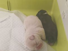 -美联众合宠物医院·爱萌分院·内外科·猫科中心