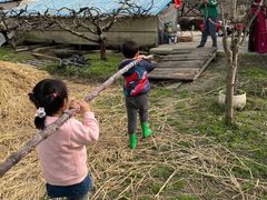 -樂桃源奉贤黄桃种植采摘基地