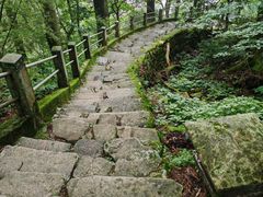 -天目山大树王景区