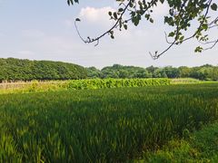 -八卦田遗址公园