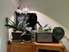 -本無咖啡·BeanWood Coffee