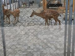 -长白岛森林公园