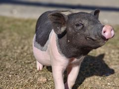 -前小桔亲子创意农场·草莓采摘·露营烧烤