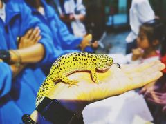-上海大自然野生昆虫馆(东方明珠·爬宠昆虫探索中心)