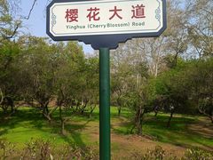 -武汉大学-樱园