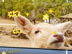 -常州淹城野生动物世界