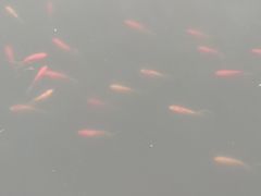 -武清南湖绿博园