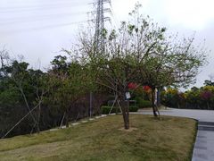 -金鸡山公园
