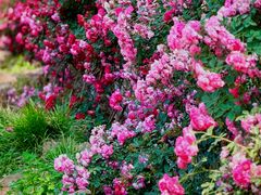 -国家植物园南园