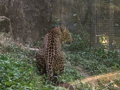 -清迈夜间动物园