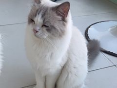 -怪兽屋·羊驼·猫咖·狗咖(俊华广场店)