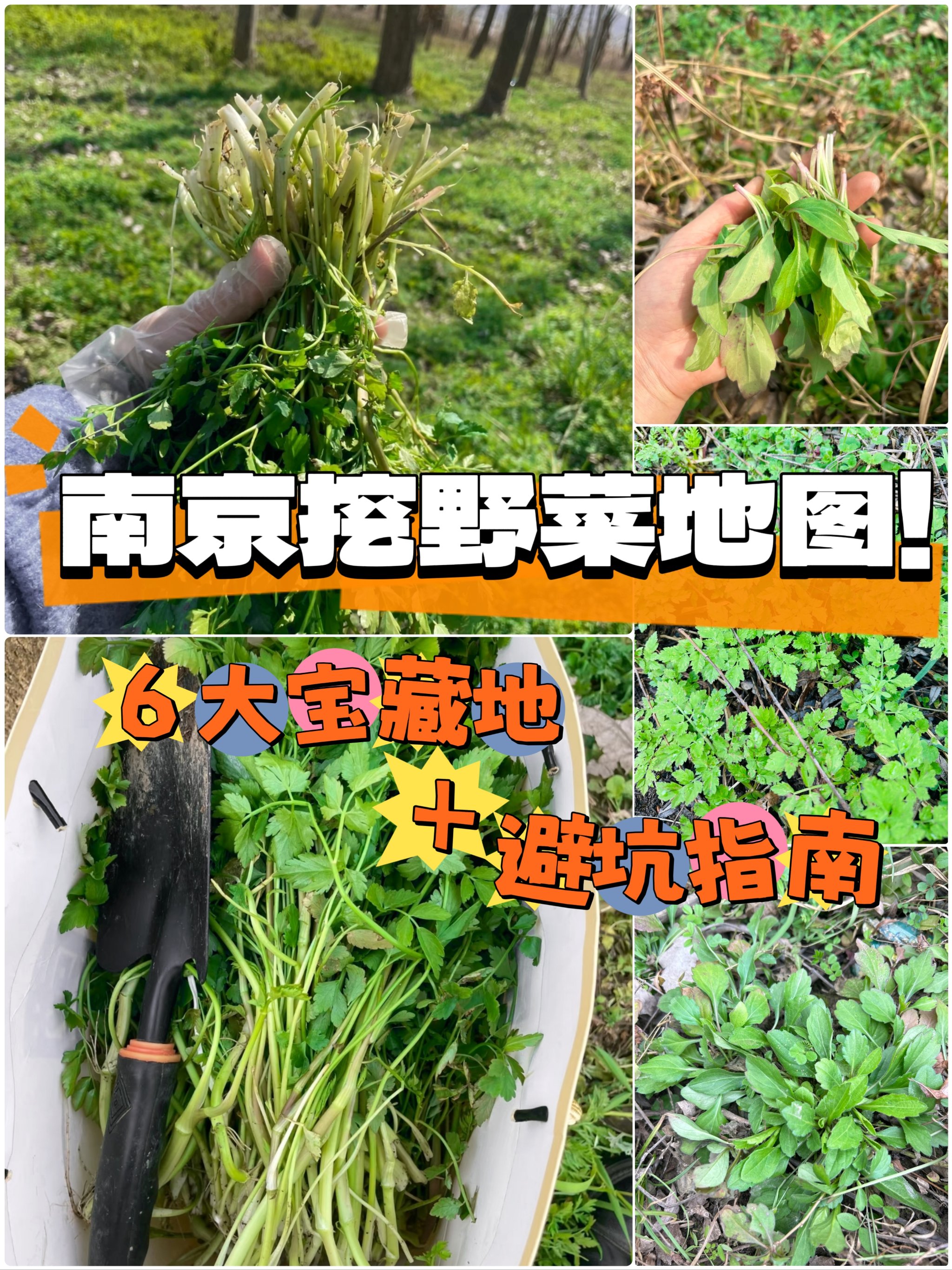 野菜种植一亩挣多少钱(野菜种植一亩挣多少钱合适)
