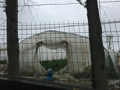 -喜杨洋草莓采摘园