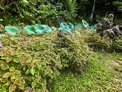 -中国科学院西双版纳热带植物园