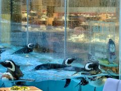 -帝企鹅自助餐厅•儿童岛•真企鹅(长隆企鹅酒店)