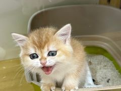 -青奢宠物·青奢猫舍