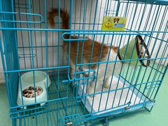 -瑞派宠物医院(搏威敦和院)