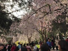 -西安青龙寺遗址景区
