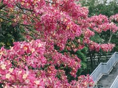 -东莞植物园
