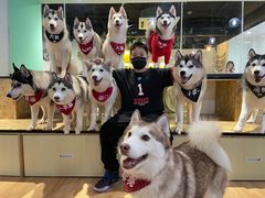 -Husky Go! 哈士奇体验馆·宠物咖啡厅狗咖